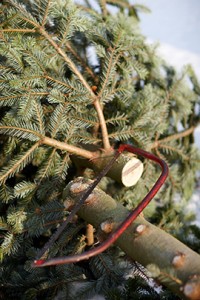 Weihnachtsbaum faellen