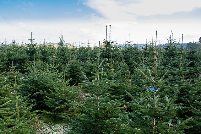 Weihnachtsbäume