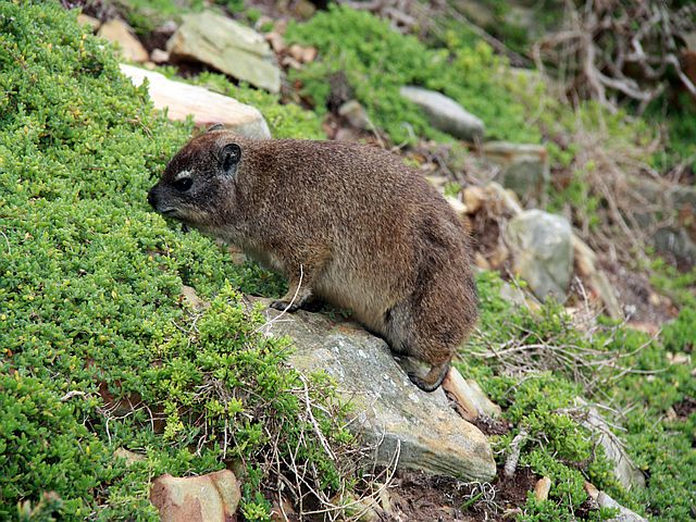 Kapstadt mit Kindern Ausflug Tafelberg mit Dassies Kapstadt