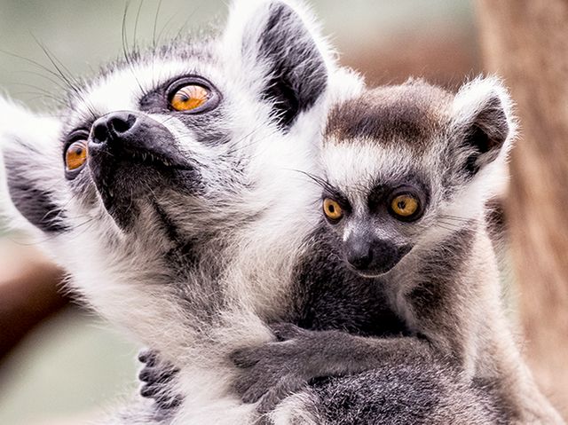 tierpark-hellabrunn_muttertag-01