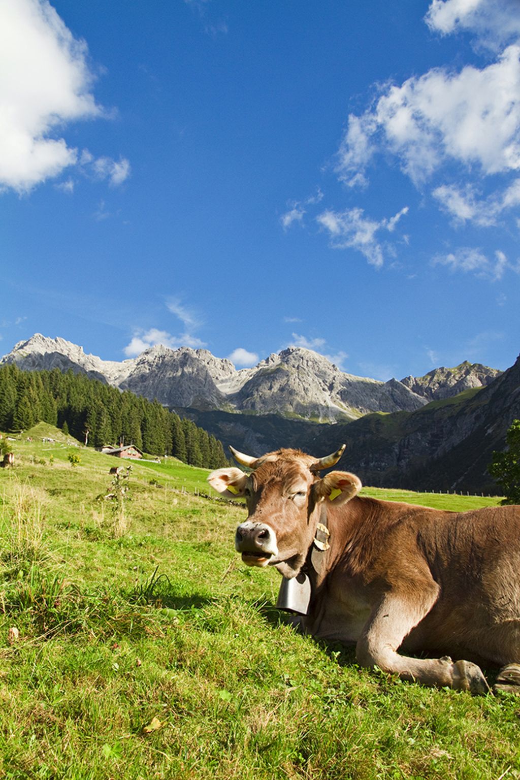 Kuh auf der Weide